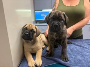 Puppies at the vet getting their final checkup before going home to their new families. Taken 7-11-2025
